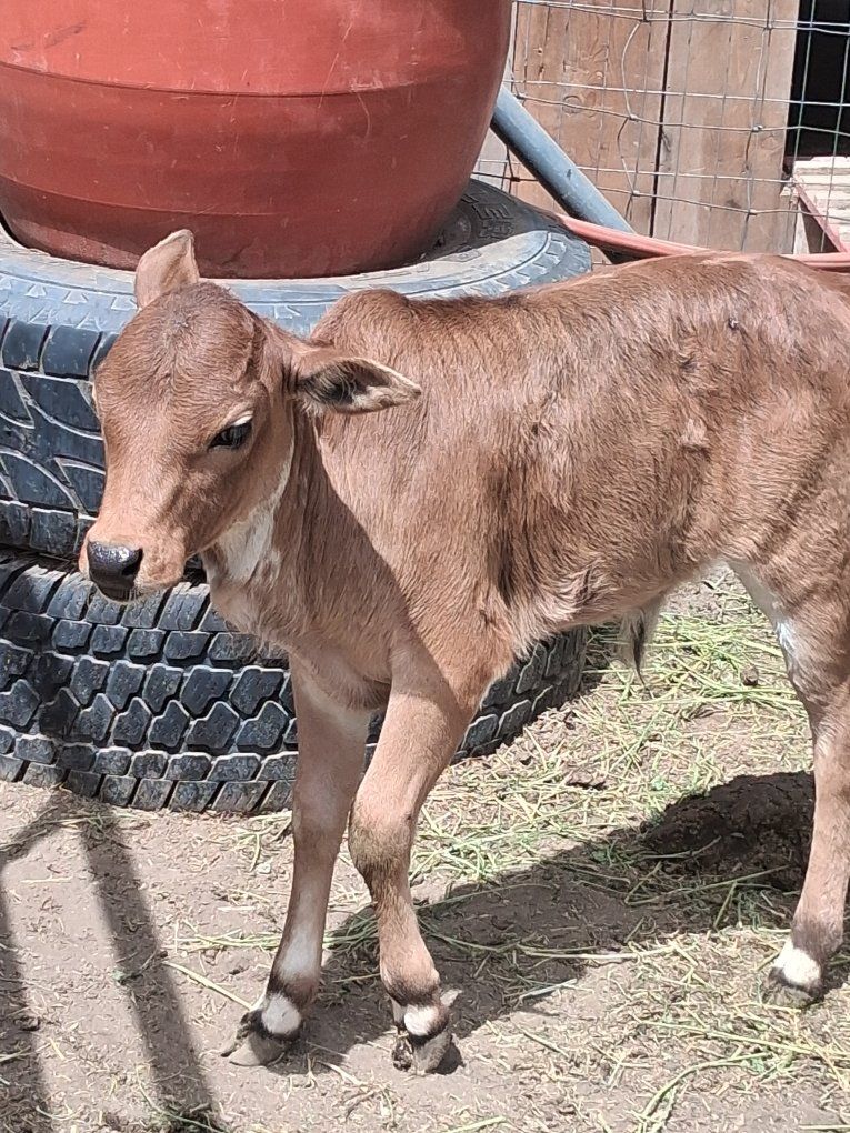 Zebu Cow and Calf Pair - Gentle and Healthy, Ready for Your Farm
