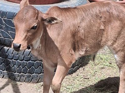 Zebu Cow and Calf Pair - Gentle and Healthy, Ready for Your Farm