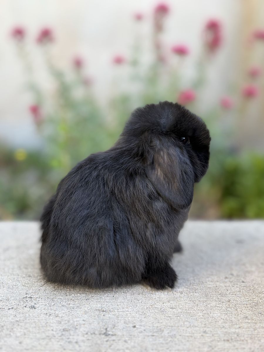 Holland Lop Buck