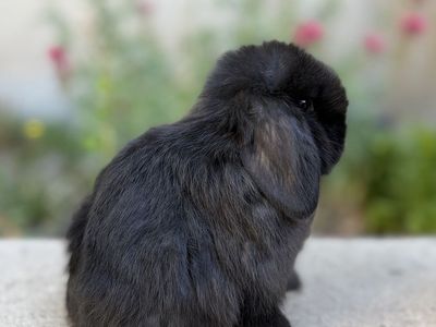Holland Lop Buck
