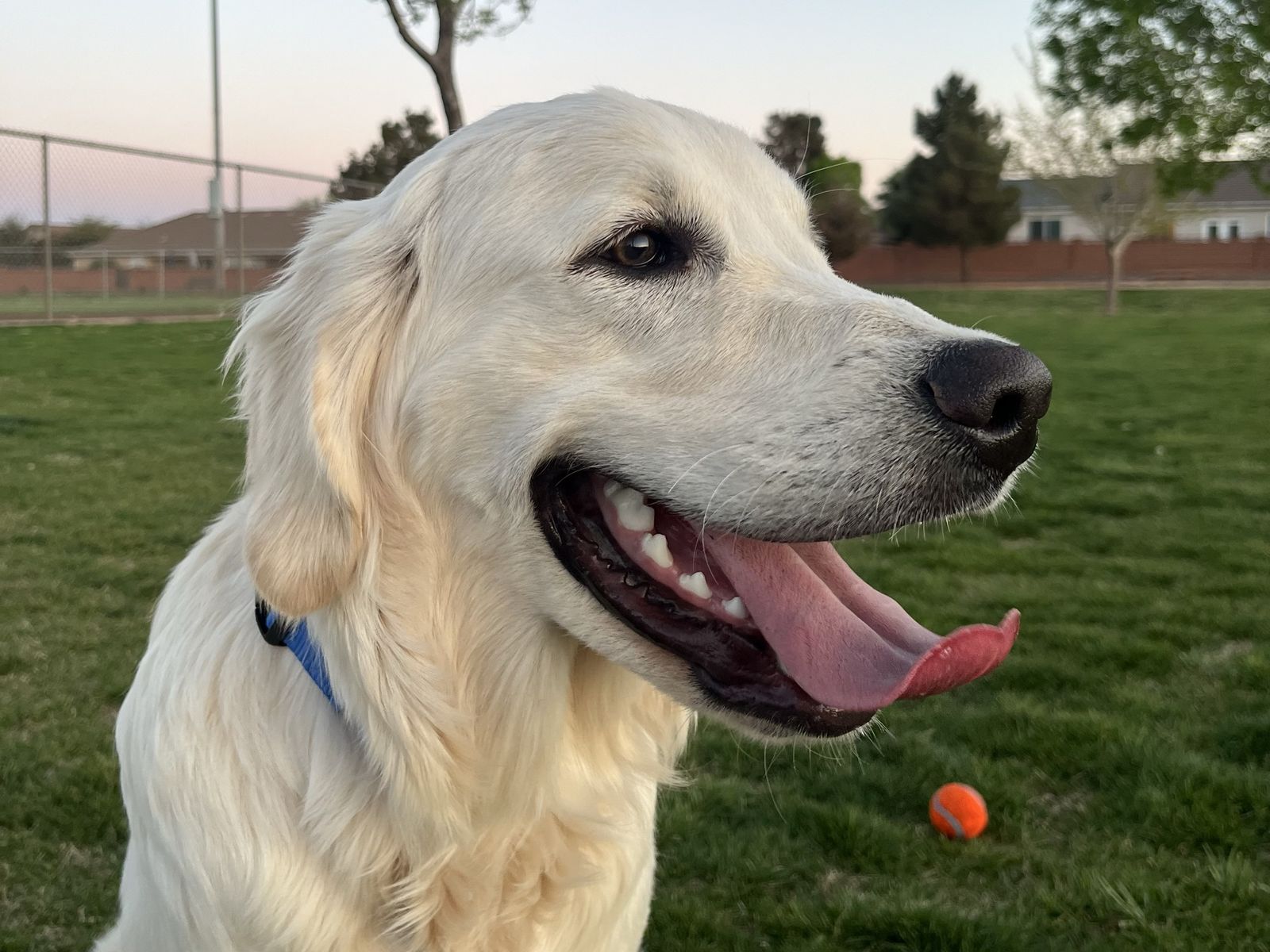 Golden Retriever English Cream