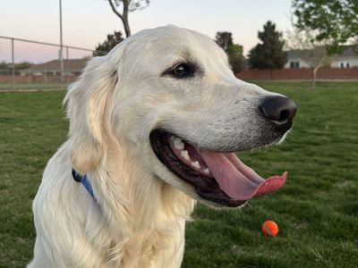 Golden Retriever English Cream