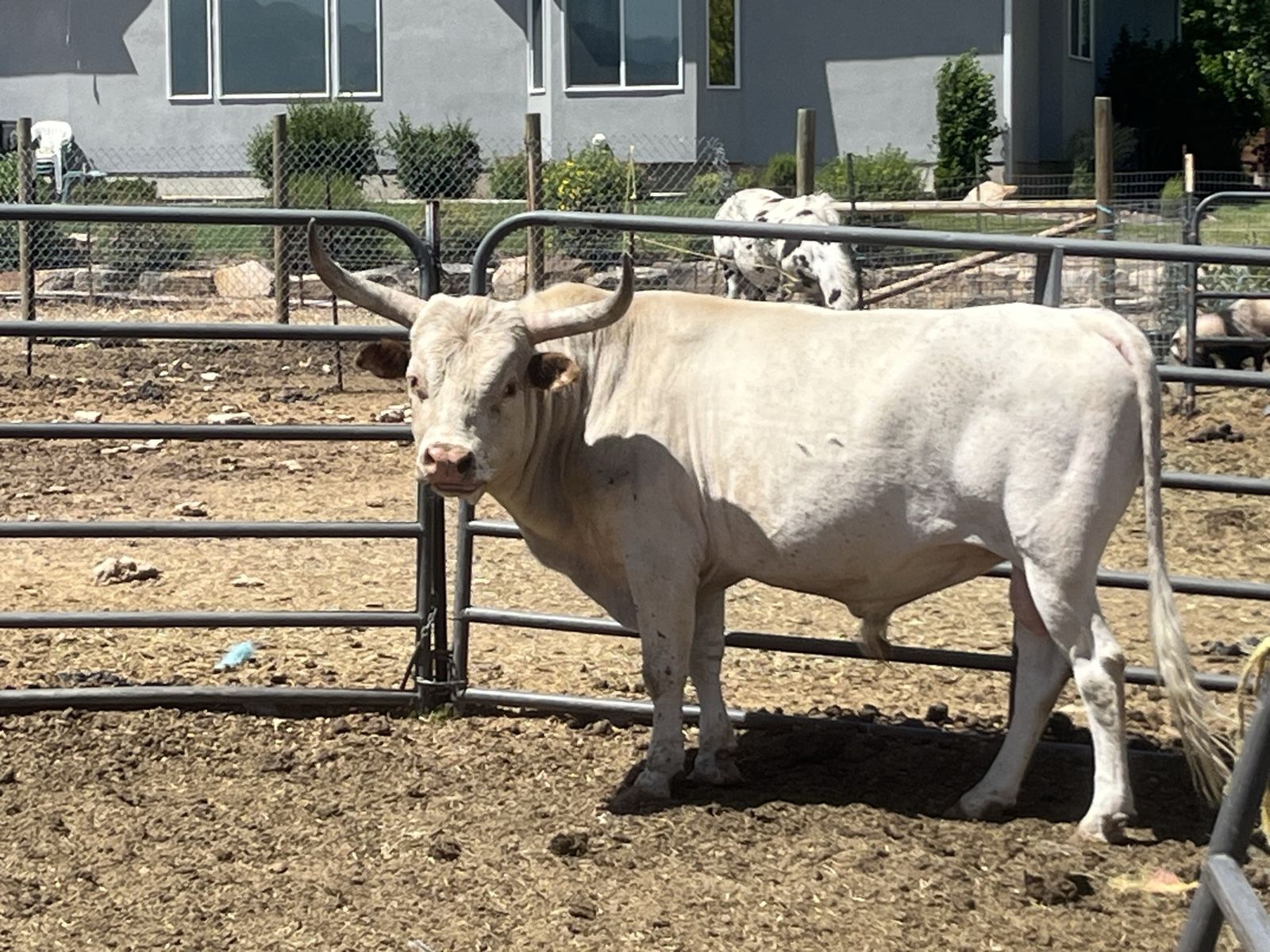 Mini Texas longhorn/Zebu Bull