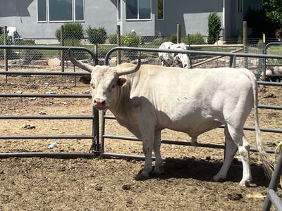 Mini Texas longhorn/Zebu Bull
