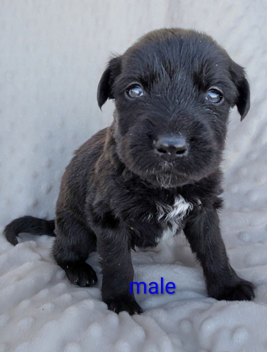 Lab, Brittany, Anatolian Mix Puppies