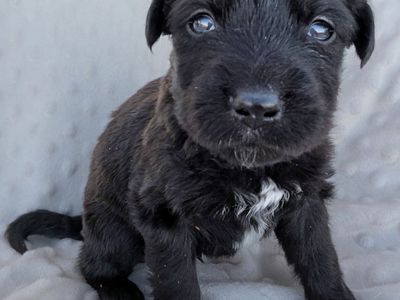 Lab, Brittany, Anatolian Mix Puppies