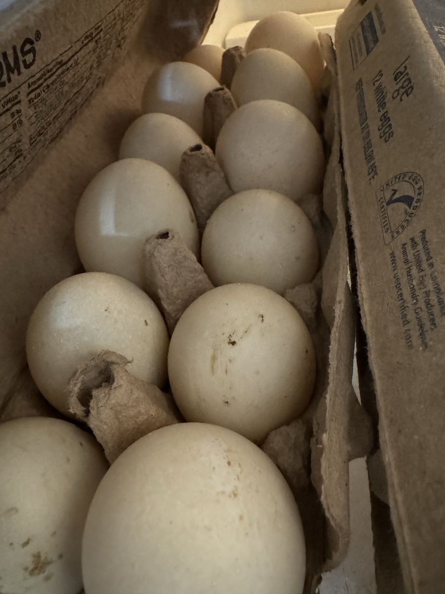 Farm fresh Duck eggs