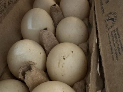 Farm fresh Duck eggs