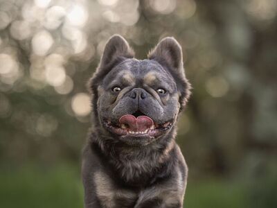 AKC Fluffy Blue French Bulldog Stud