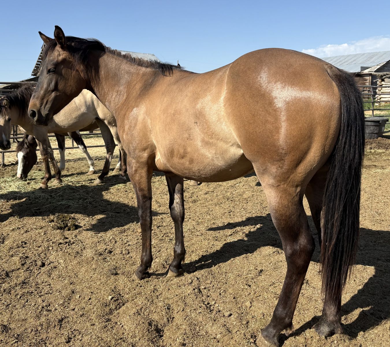 2024 AQHA Grulla Gelding