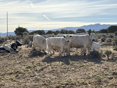 British White/ Highlander Heifer