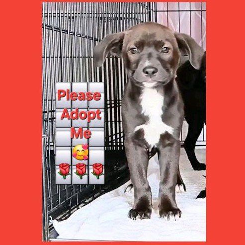 *LAST*
Dark Chocolate 
Border Collie/ 
American Terrier Mix
$149 OBO
Will Consider All Offers