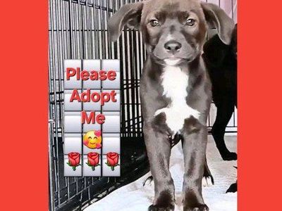 *LAST*
Dark Chocolate
Border Collie/
American Terrier Mix
$149 OBO
Will Consider All Offers