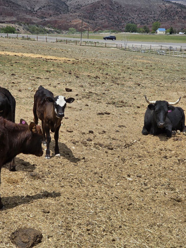 fresh rope calves