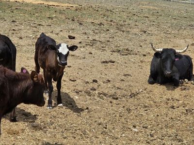 fresh rope calves