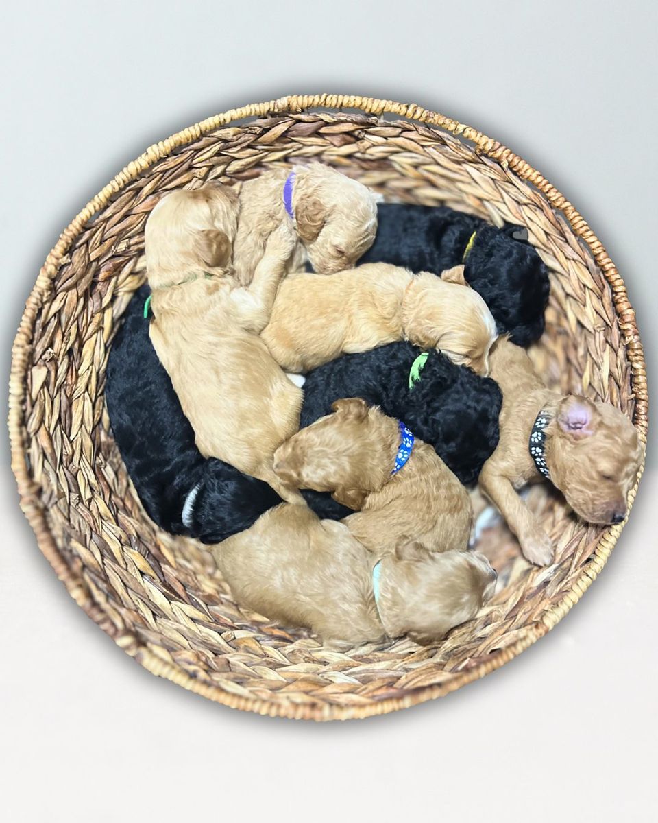 F1b Mini Goldendoodle Puppies