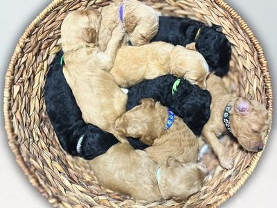 F1b Mini Goldendoodle Puppies