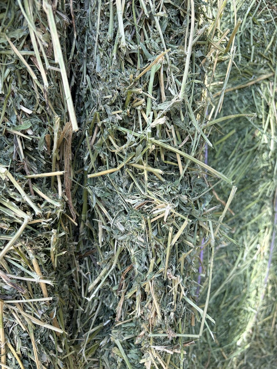 Premium Alfalfa Hay Bales - 2nd Crop