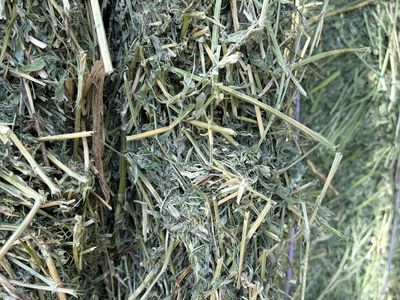 Premium Alfalfa Hay Bales - 2nd Crop