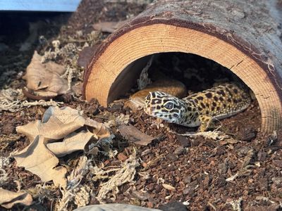Leopard gecko in front open enclosure