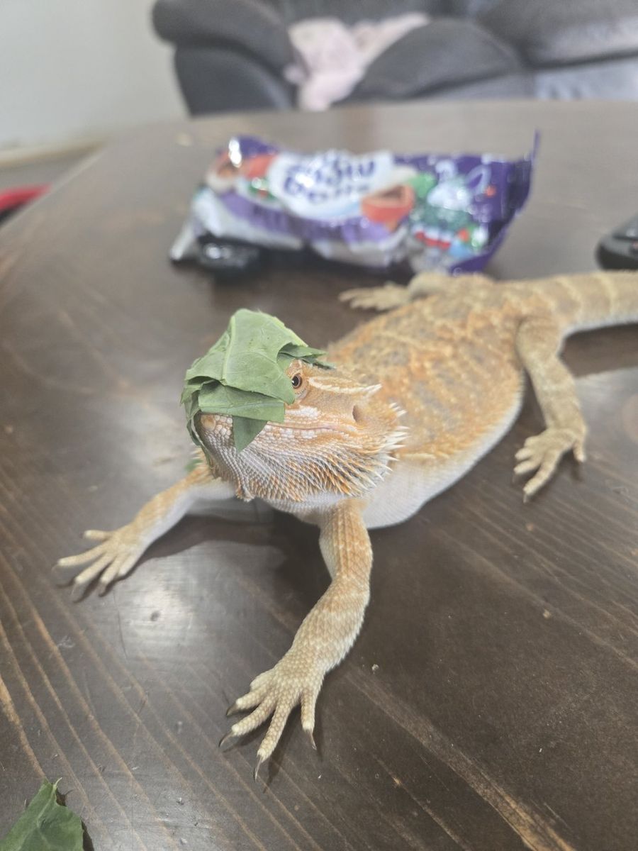 1 year male bearded dragon with enclosure