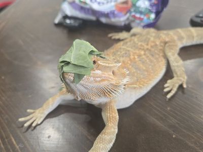 1 year male bearded dragon with enclosure