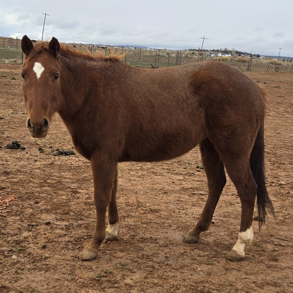 6 yr old sorrel grade mare