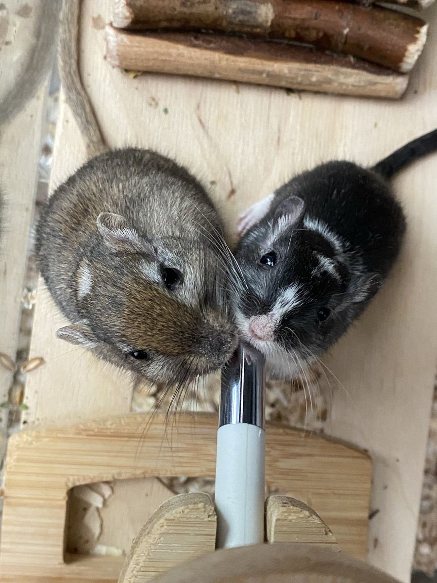 Male Gerbils
