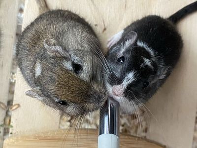 Male Gerbils