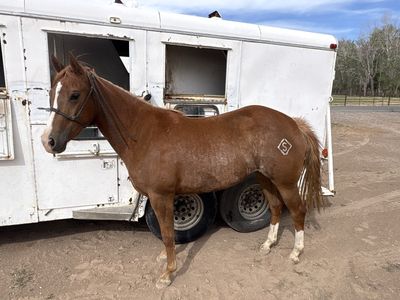 3 year old cutting bred mare