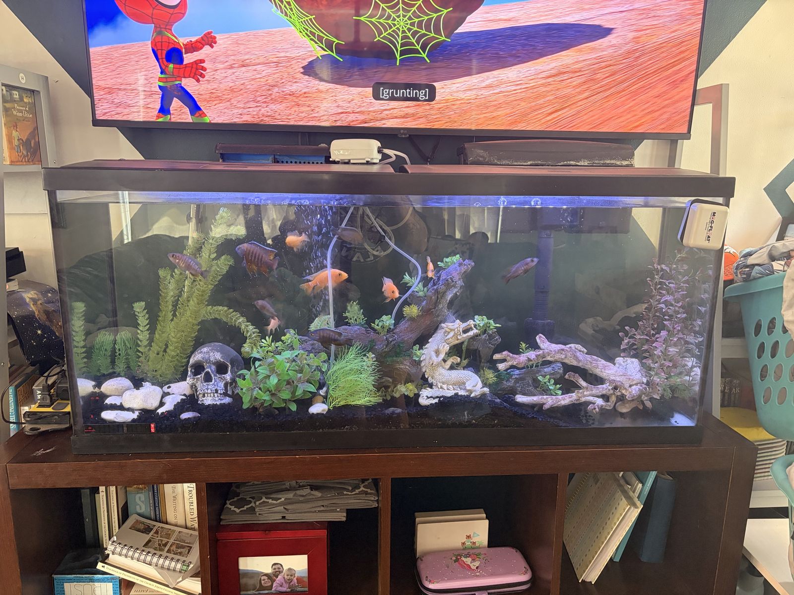 55 Gallon Well established Cichlid Tank