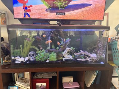55 Gallon Well established Cichlid Tank