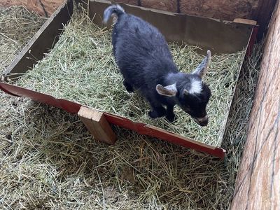 Dwarf Nigerian Goats