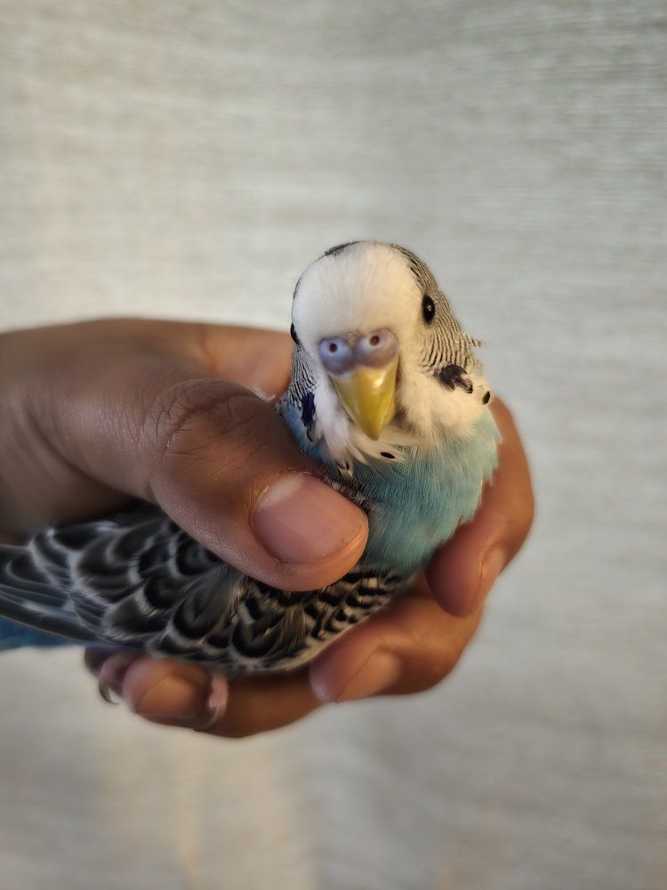 Male Parakeet