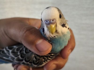 Male Parakeet