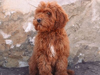 Mini Goldendoodle Goldendoodles Doodles