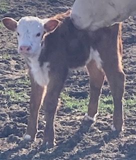 Hereford Bull Calf