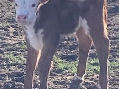 Hereford Bull Calf