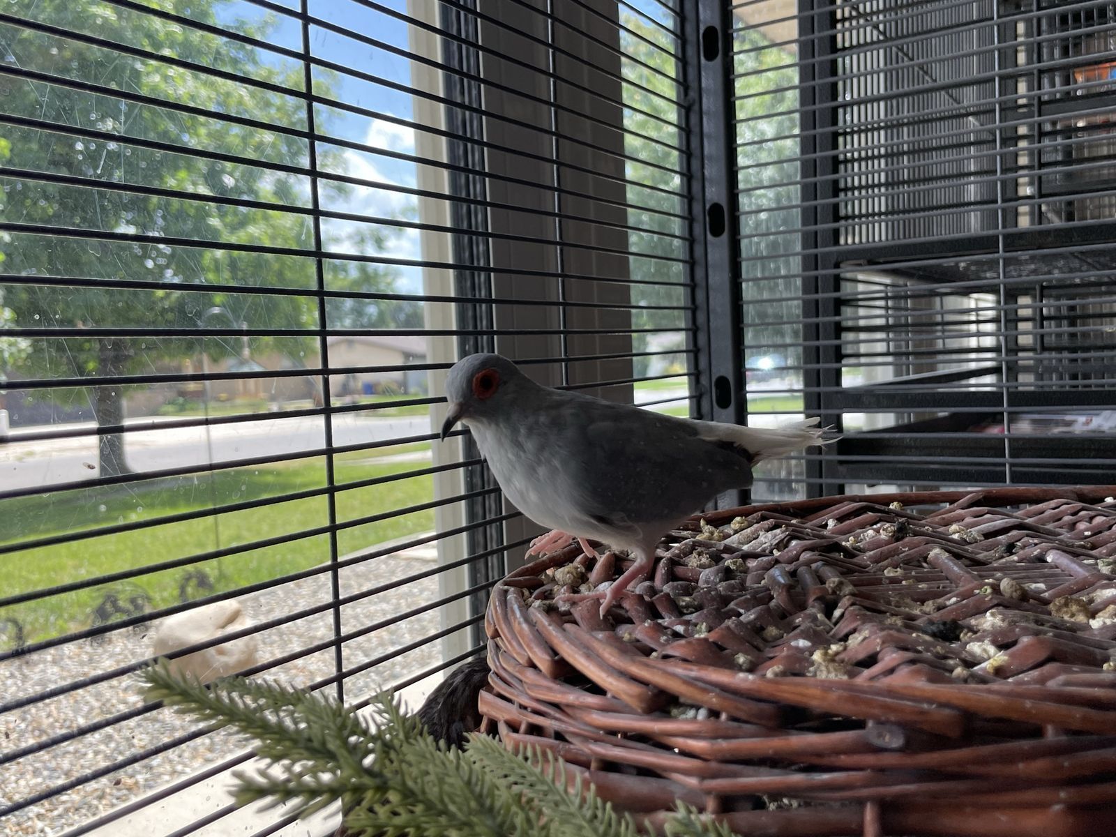 FREE - Male Diamond Dove