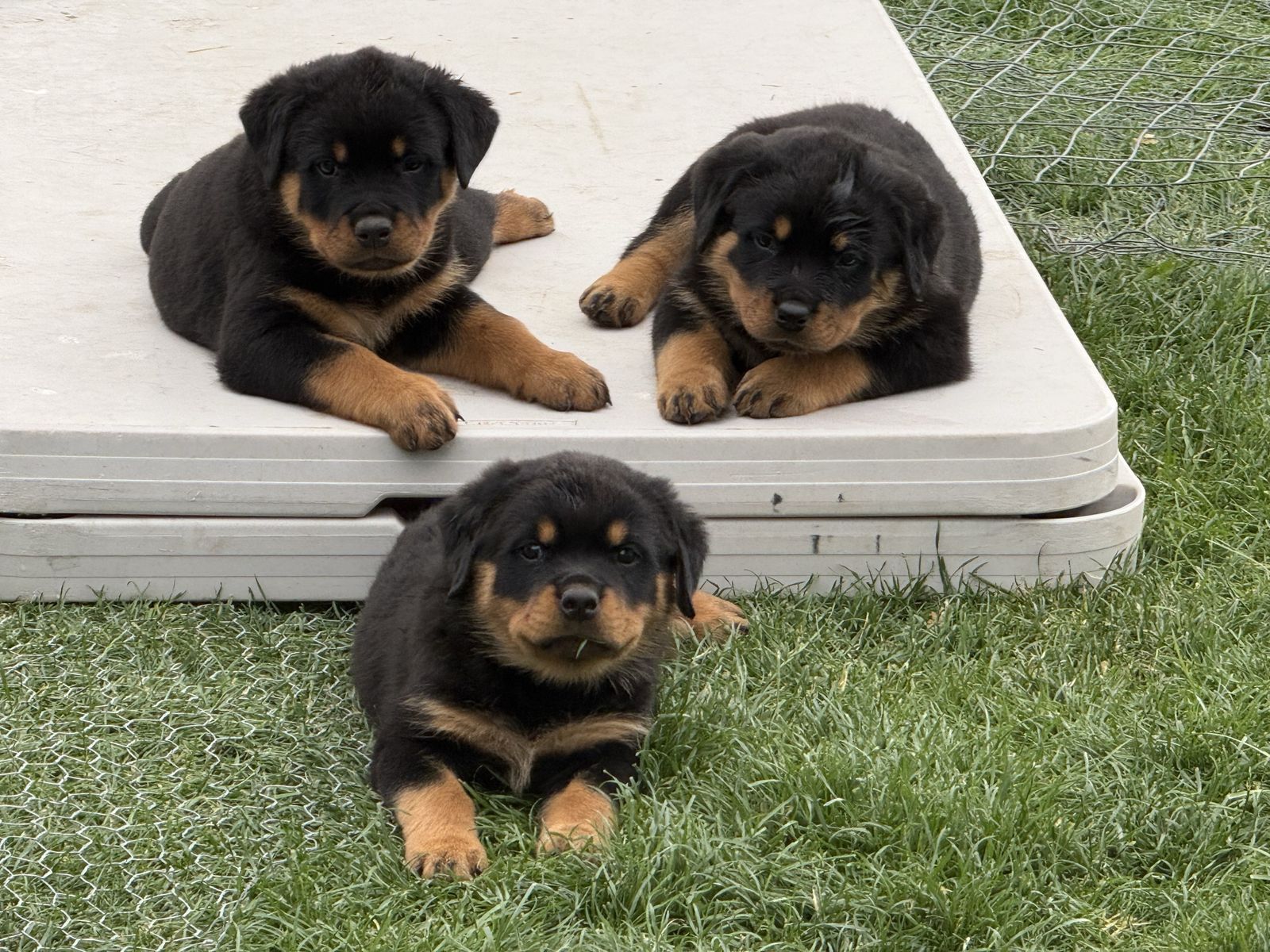 Rottweiler Puppies