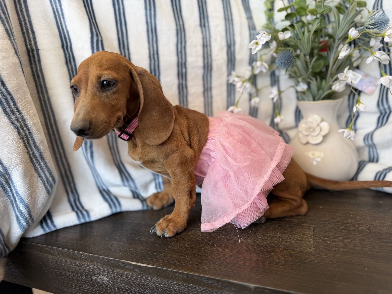Mini Dachshund Puppies
