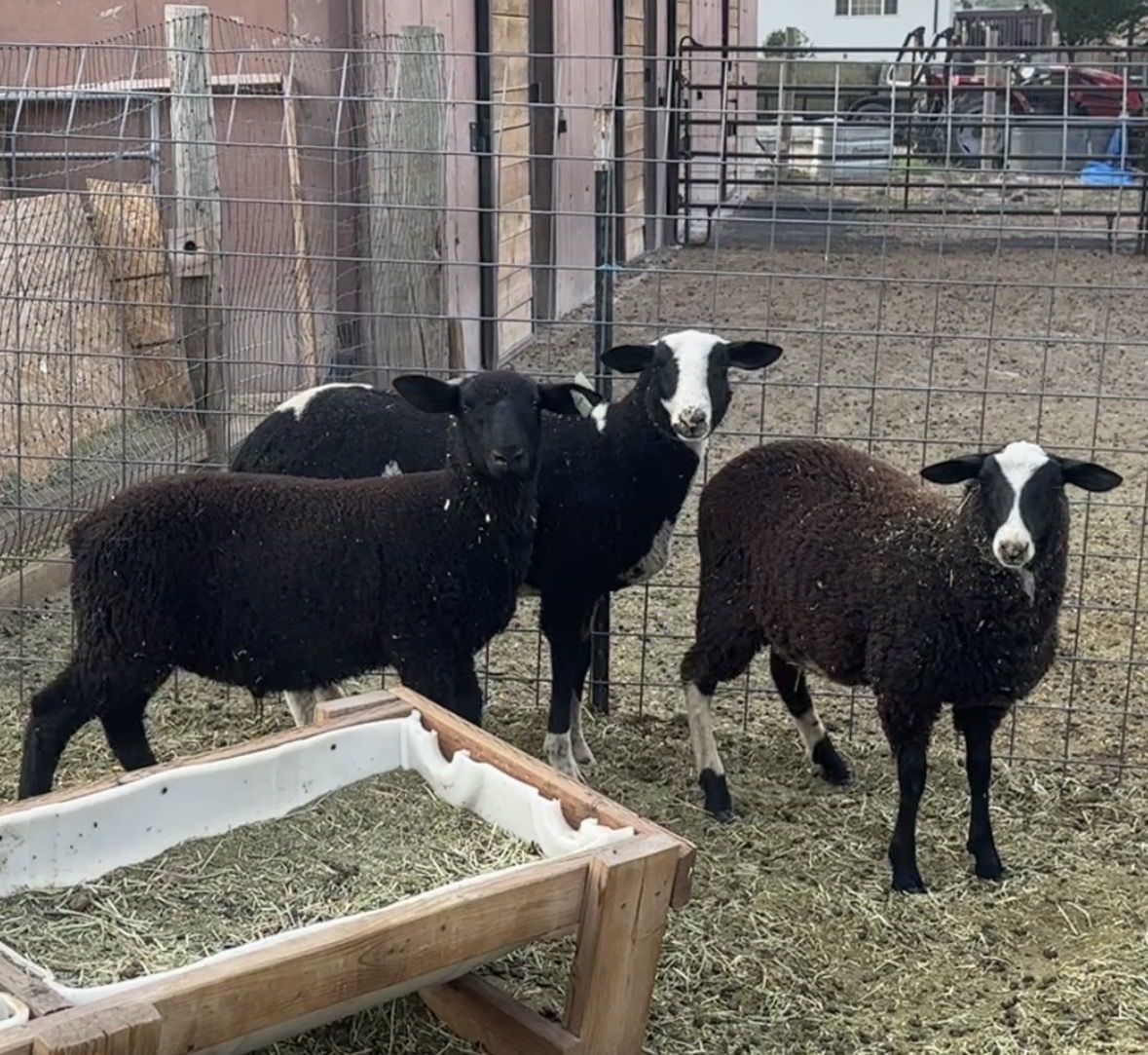 Dairy/meat ram lambs