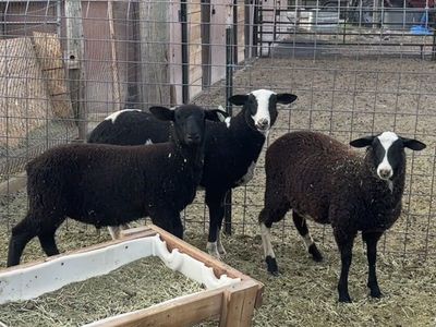 Dairy/meat ram lambs