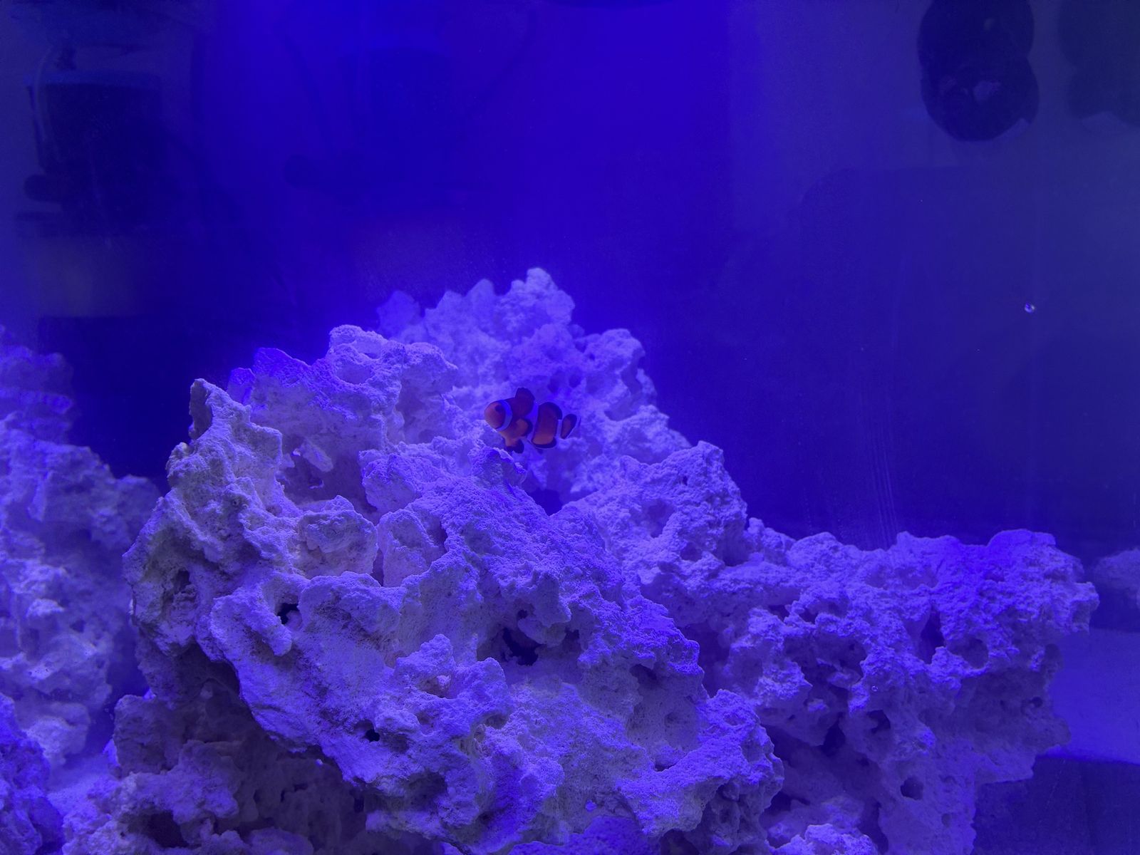 Ocellaris Clownfish 