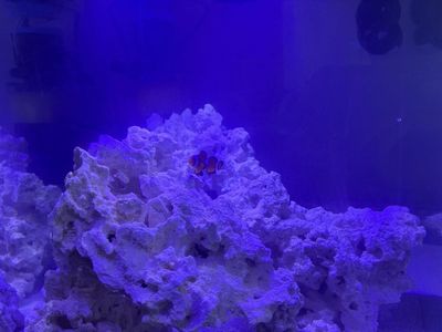 Ocellaris Clownfish