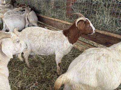 Commercial & Wetherbed Boer/Savanna Does