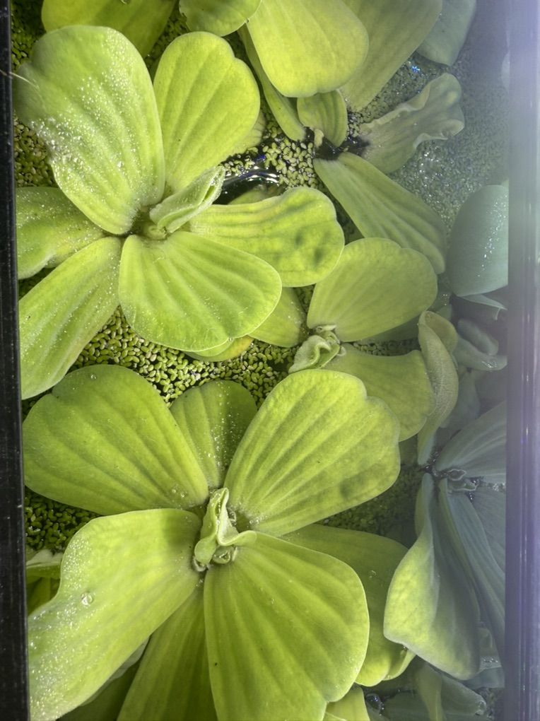 Floating Aquarium Plants