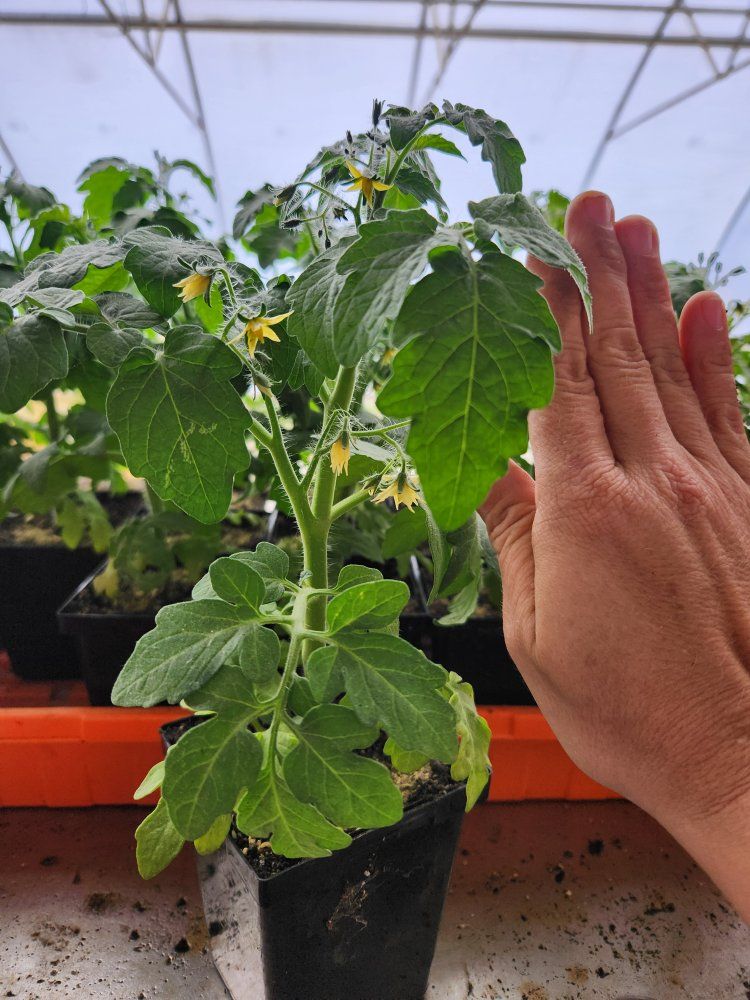 Dwarf Tomato Plants with Flowers - Ready to Transplant