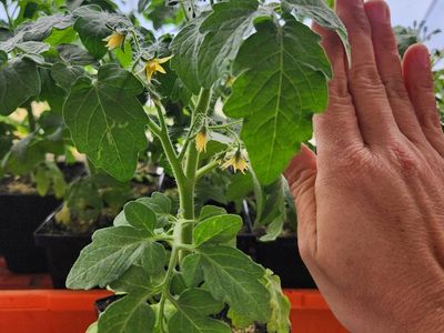 Dwarf Tomato Plants with Flowers - Ready to Transplant