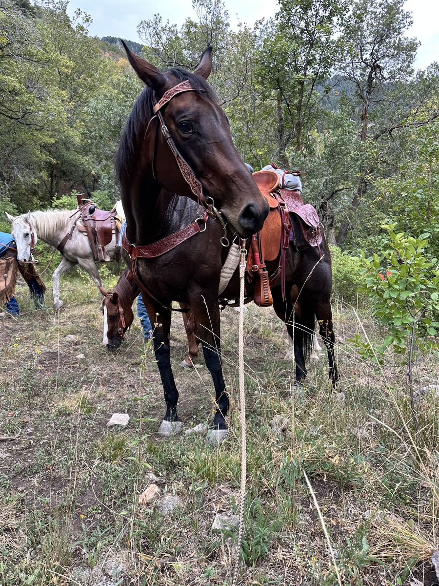 11 year old Thoroughbred Mare